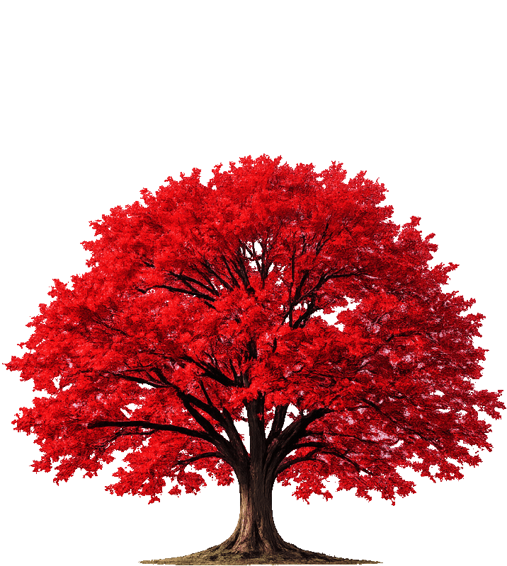 Albero Know
